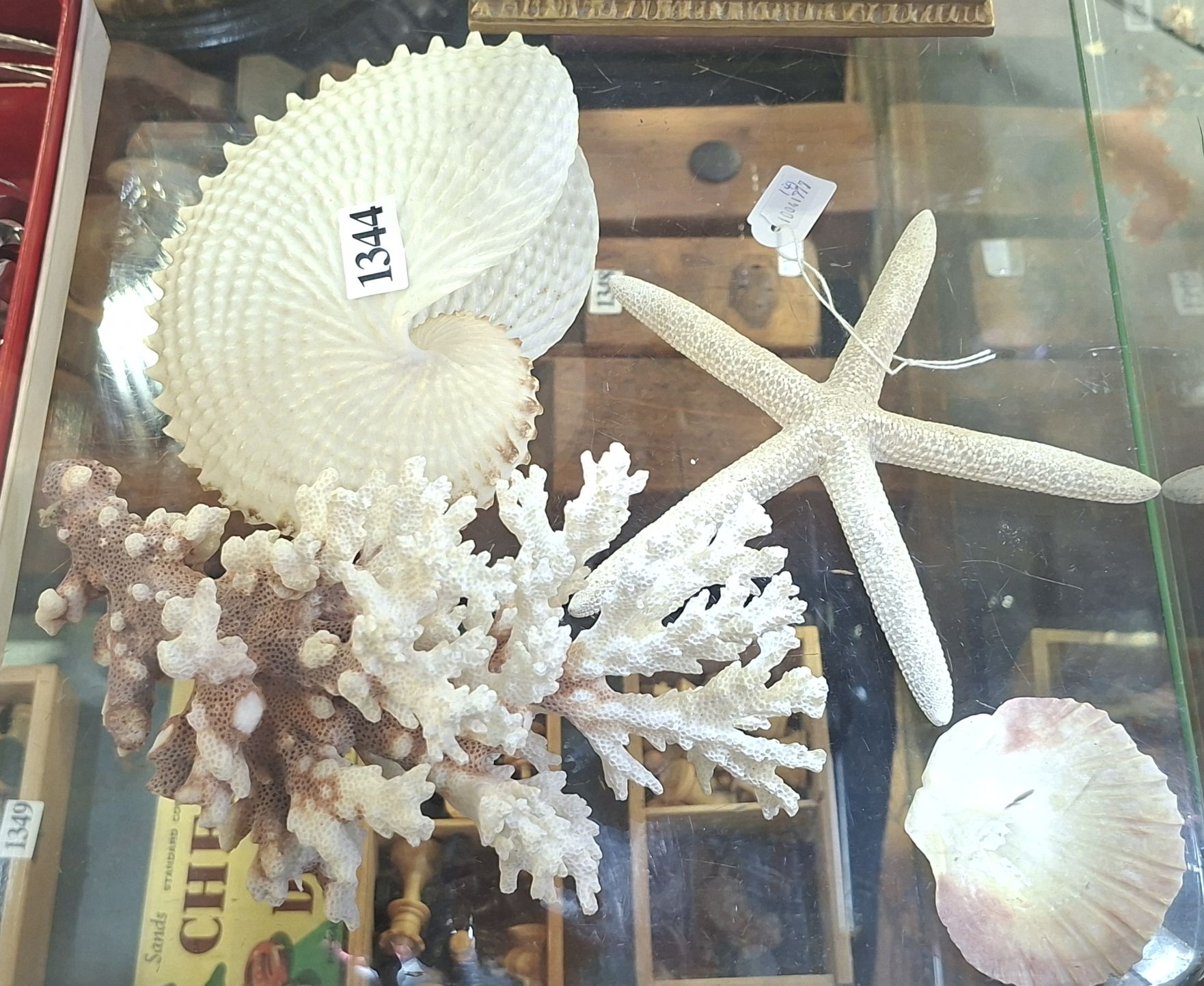 Natural History Specimens