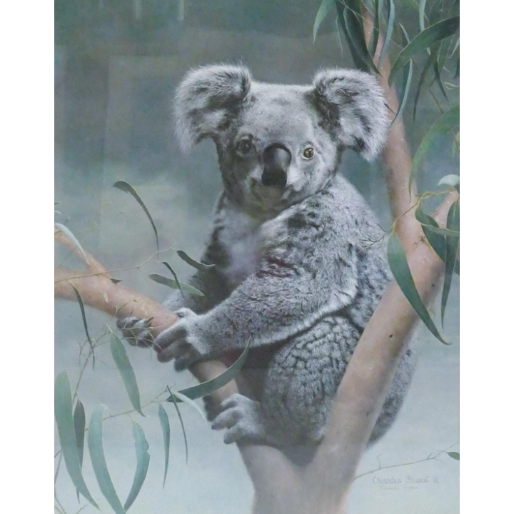 Michael Trace Koala Print Framed 29''x25.5''