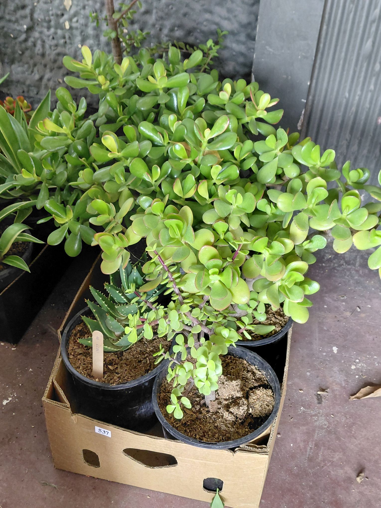 Succulents