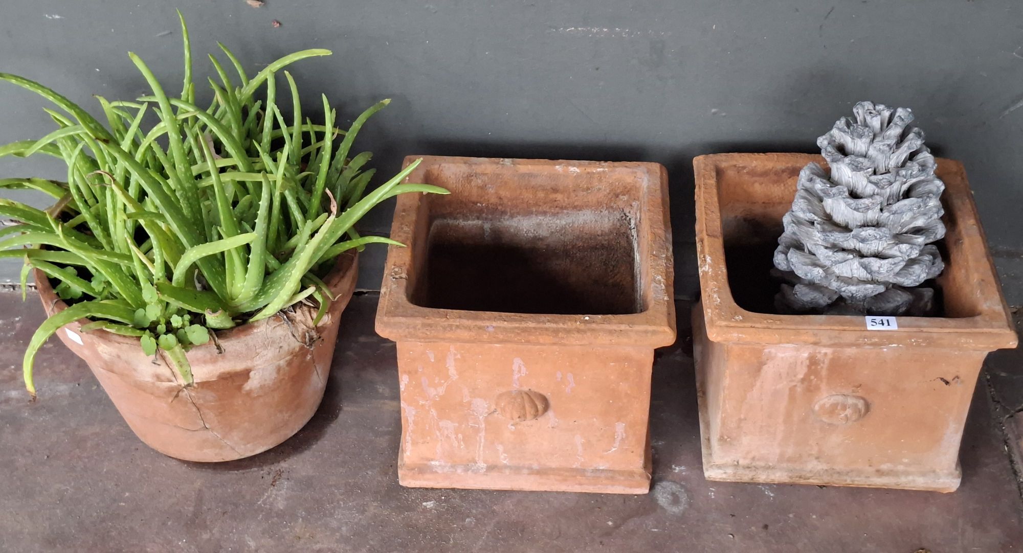 Potted Aloe Plant