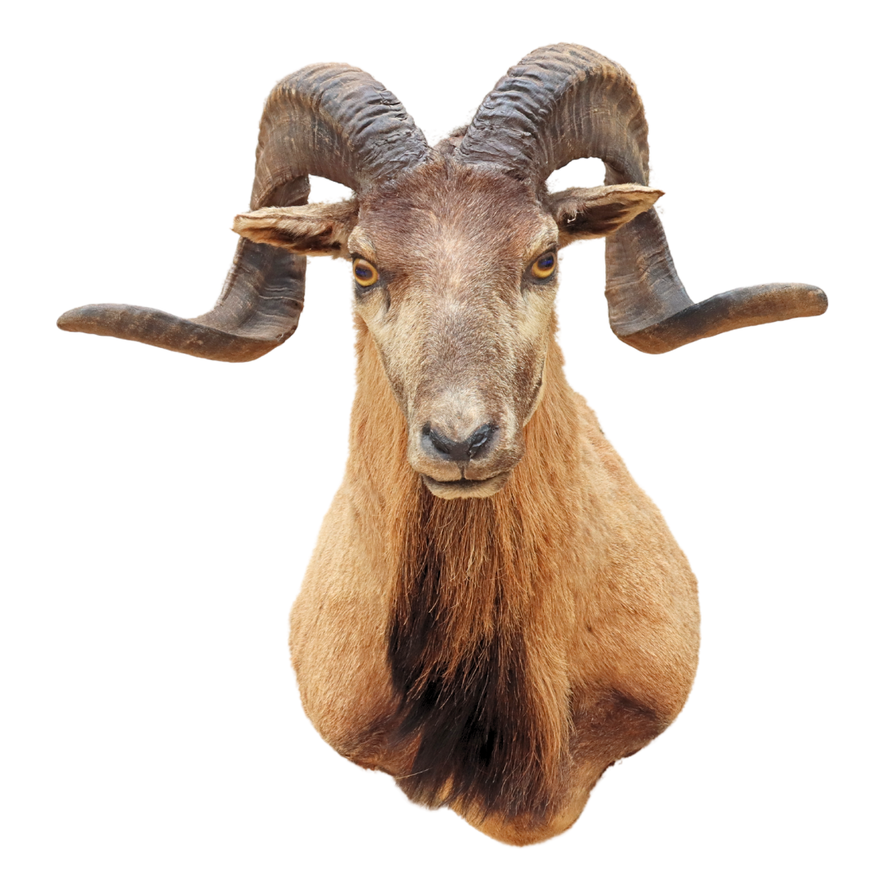 Taxidermia de Borrego Muflón