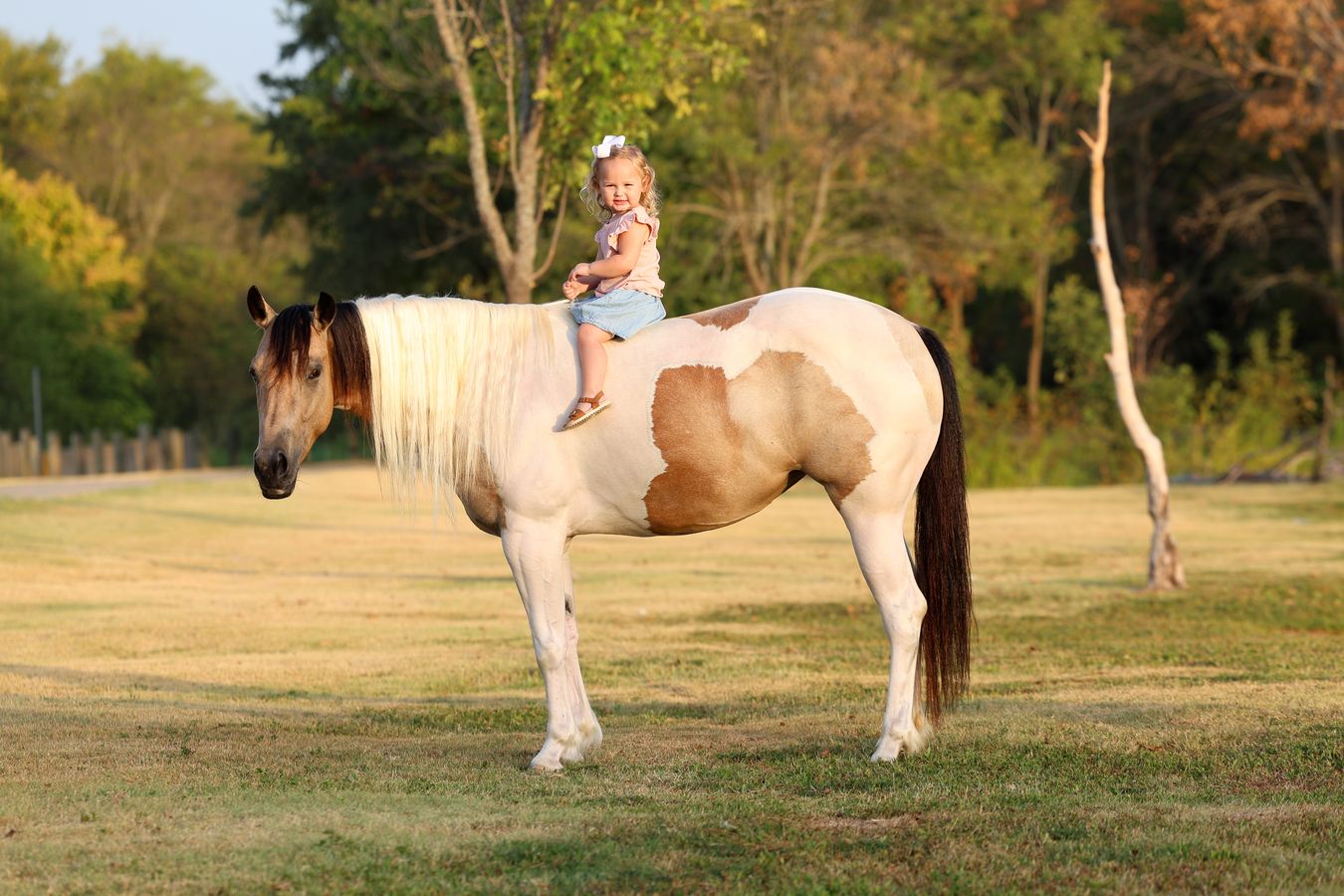 CINDERELLA | Horse Bid, LLC