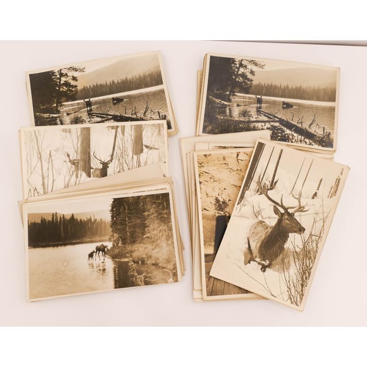Box Antique NW Wildlife Scene Photographs