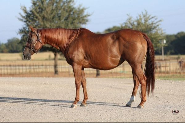 Reyz Of Sunshine, 2015 sorrel mare, Dual Smart Rey x Kitty Terrific, Lot 156 in the Solo Select October Sale