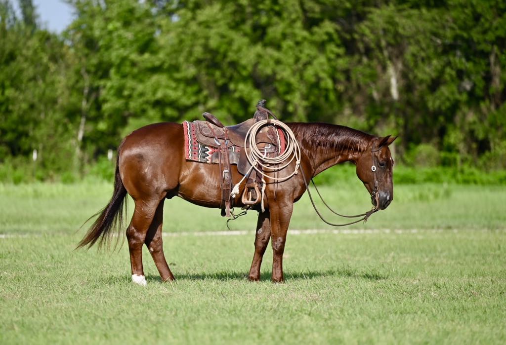 DUALLY *𝑏𝑦 𝐷𝑢𝑎𝑙 𝑆𝑚𝑎𝑟𝑡 𝑅𝑒𝑦* | Horse Bid, LLC