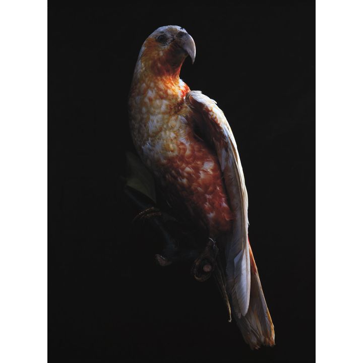 Fiona Pardington 'Kaka Nestor, Meridionalis, Canterbury Museum'