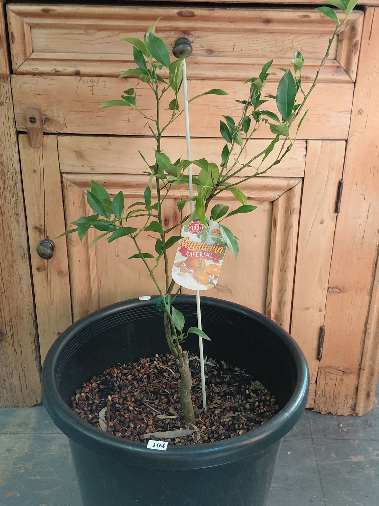 Mandarin Imperial
