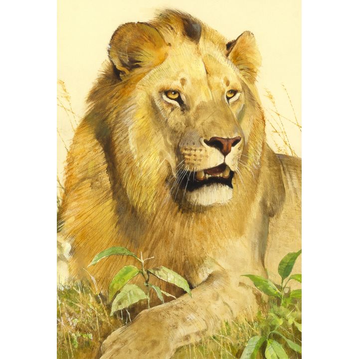Bob Kuhn (1920-2007), Lion in the Grass, 1977