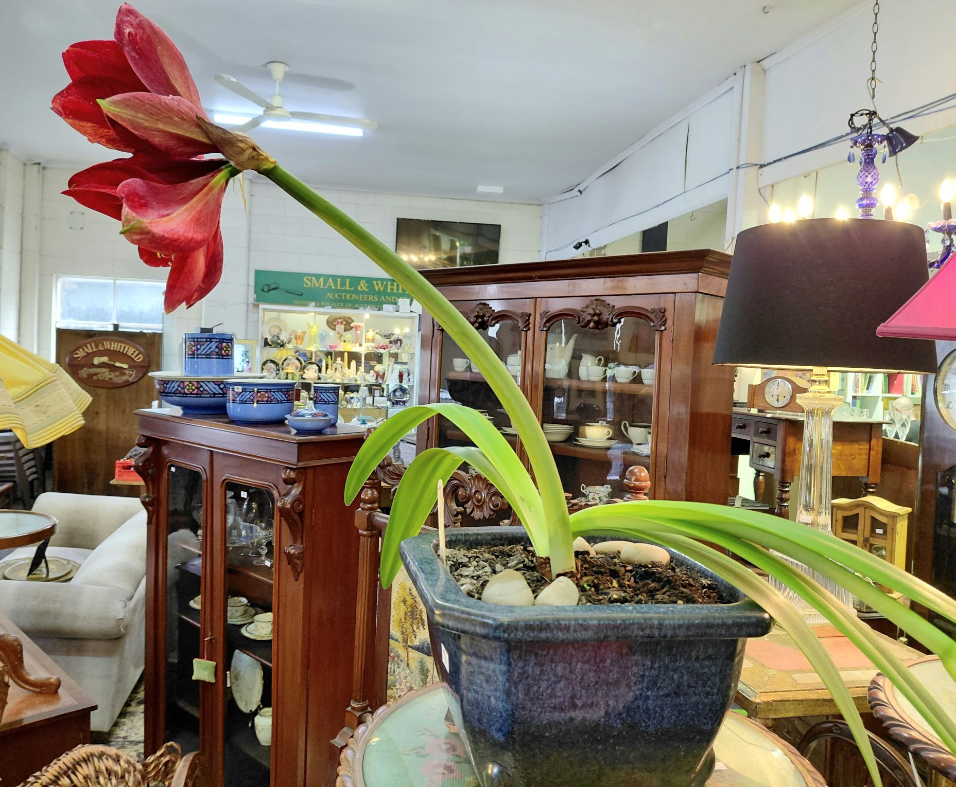 78 · POTTED HIPPEASTRUM