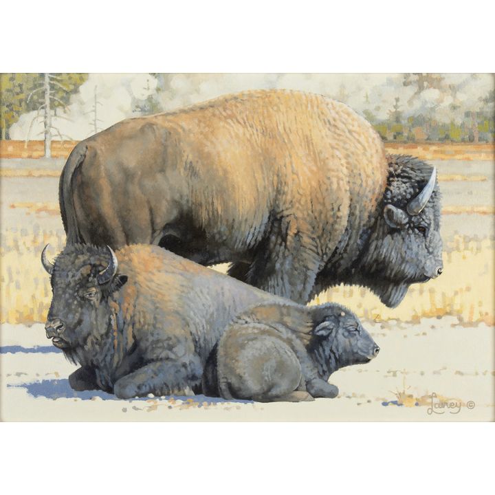 Laney (1942- ), Band of Buffalo