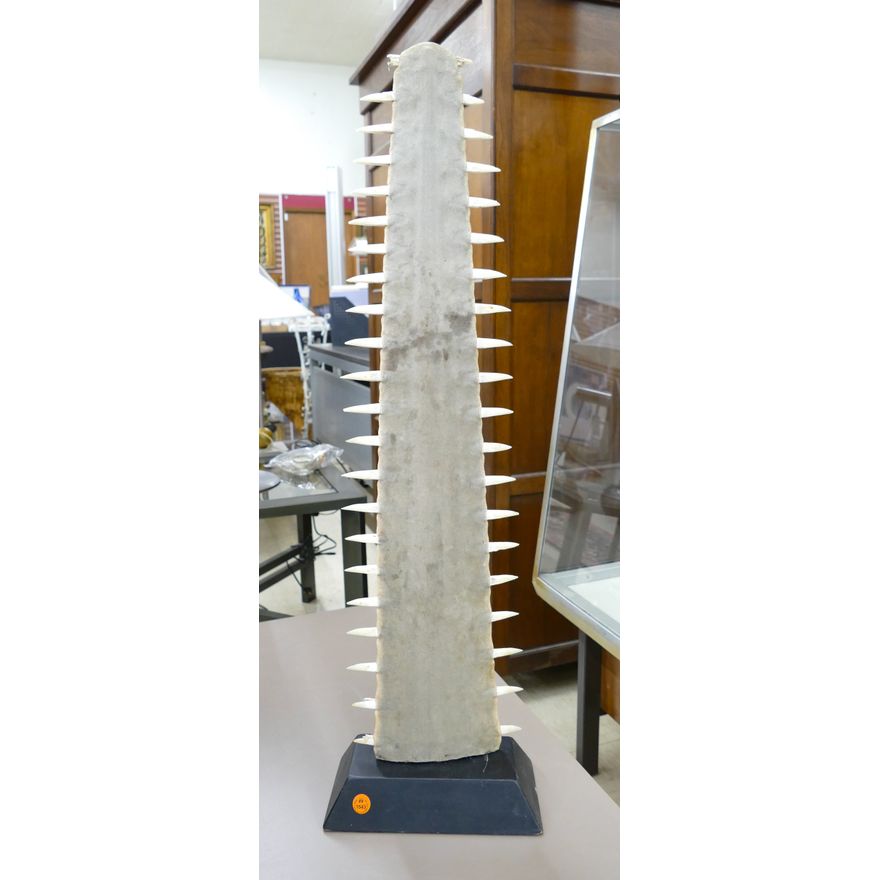 Vintage Sawfish Bill Sculpture on Stand 32''