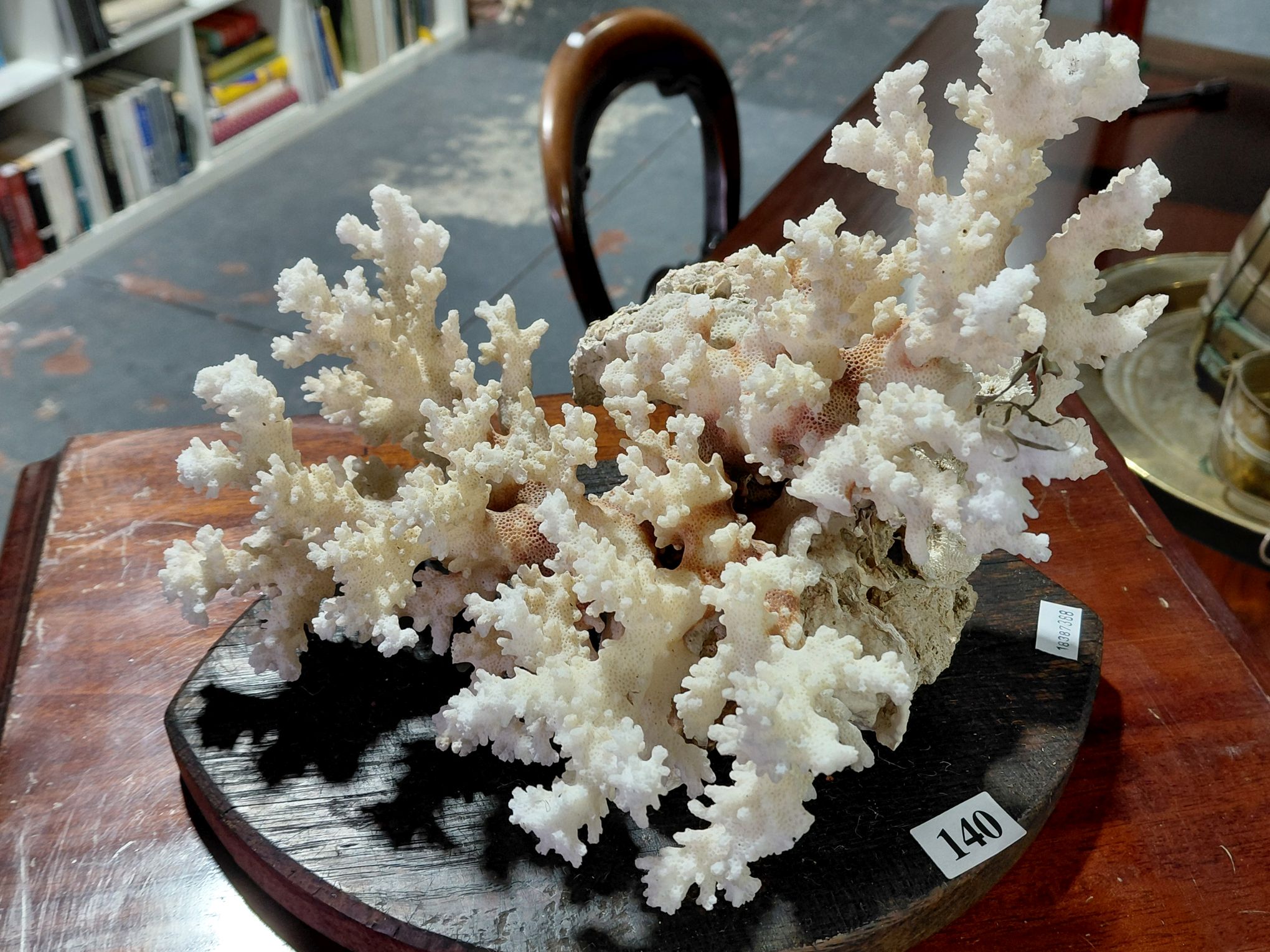 140 · CORAL SPECIMEN