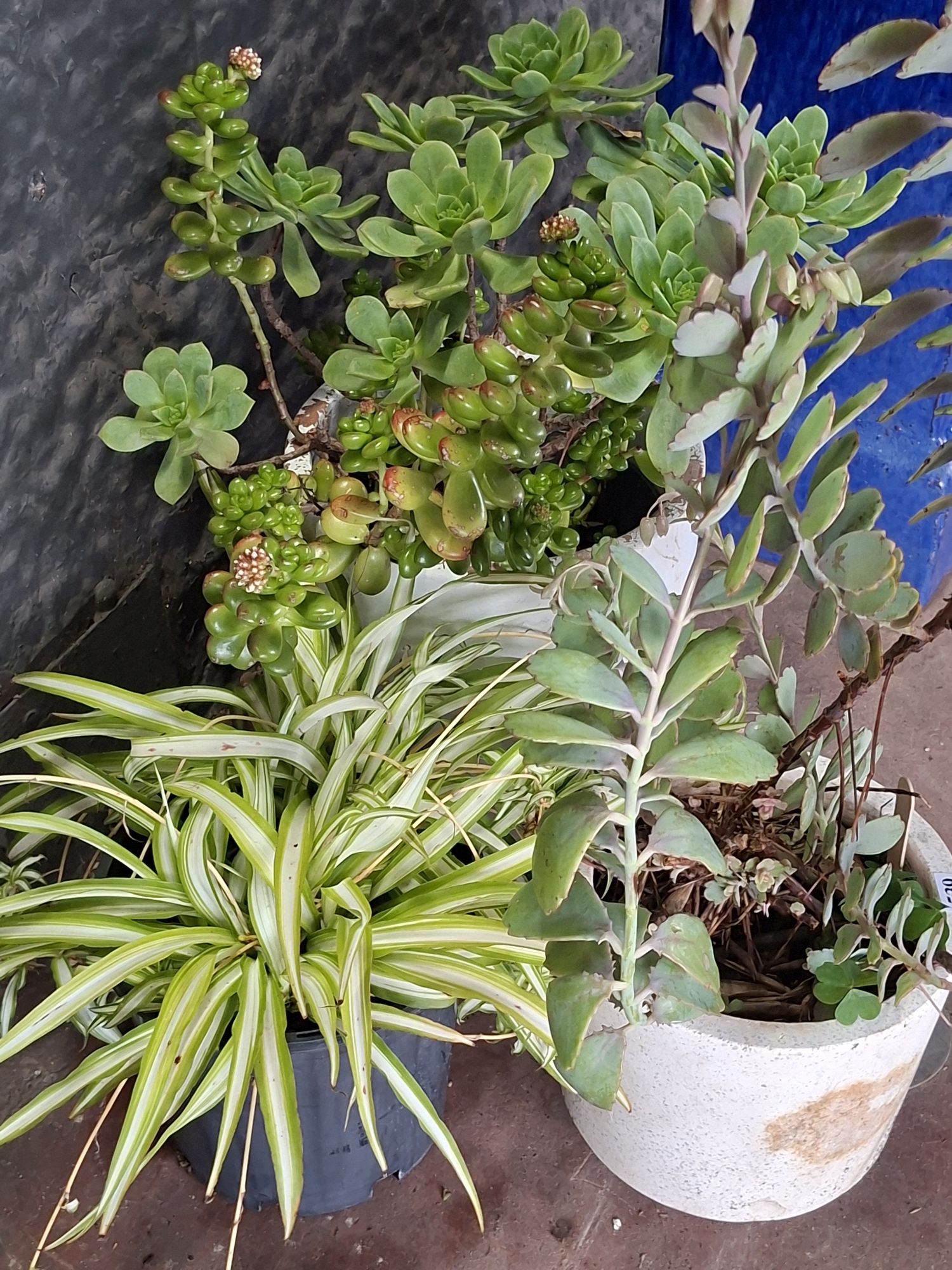 Potted Succulents