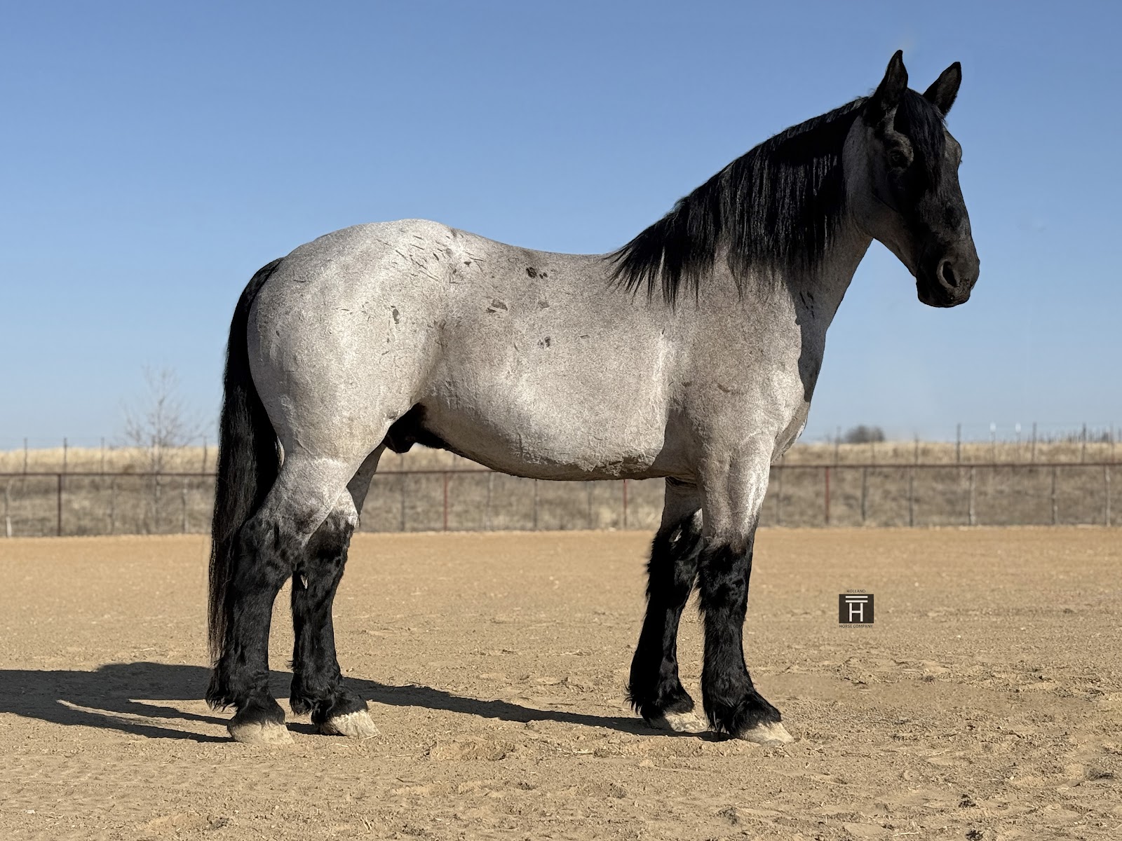 VIGGO | Horse Bid, LLC