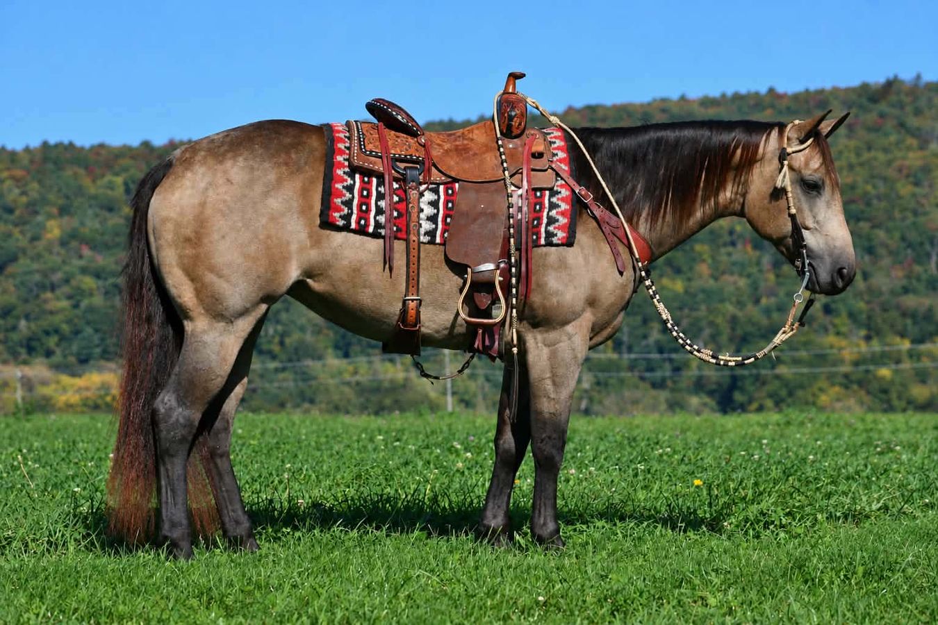 EASY BADGER BUCK | Horse Bid, LLC