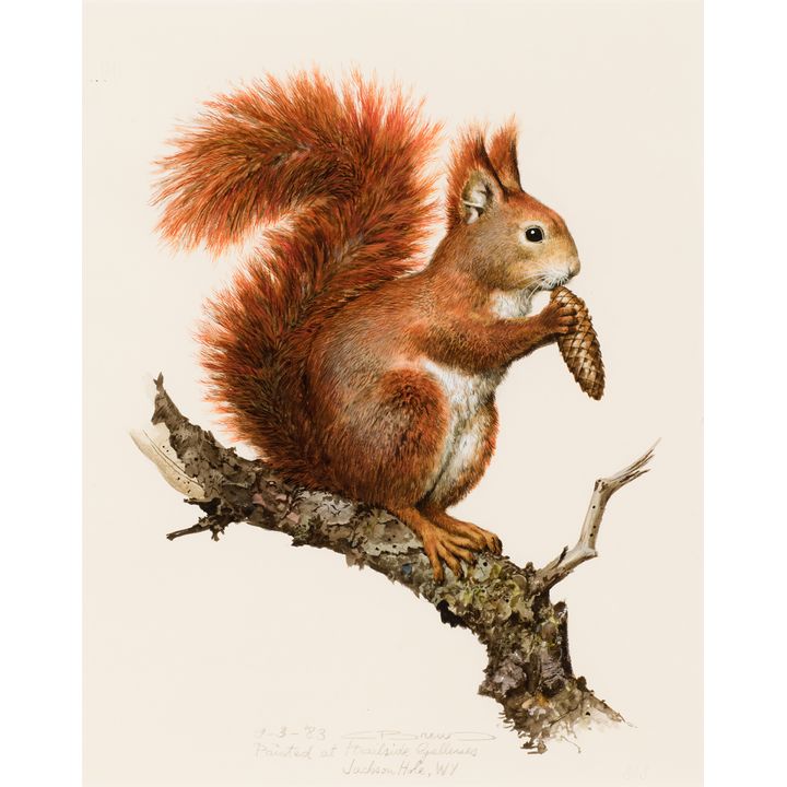 Carl Brenders (1937- ), Red Squirrel