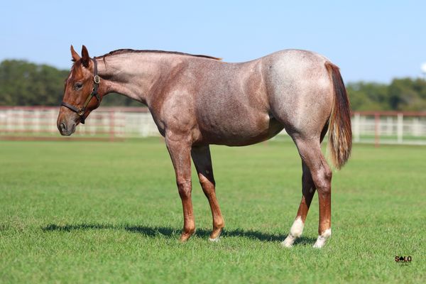 2026 red roan filly, Peptoboonsmal x Play On Lizzy, Lot 105 in the Solo Select October Sale