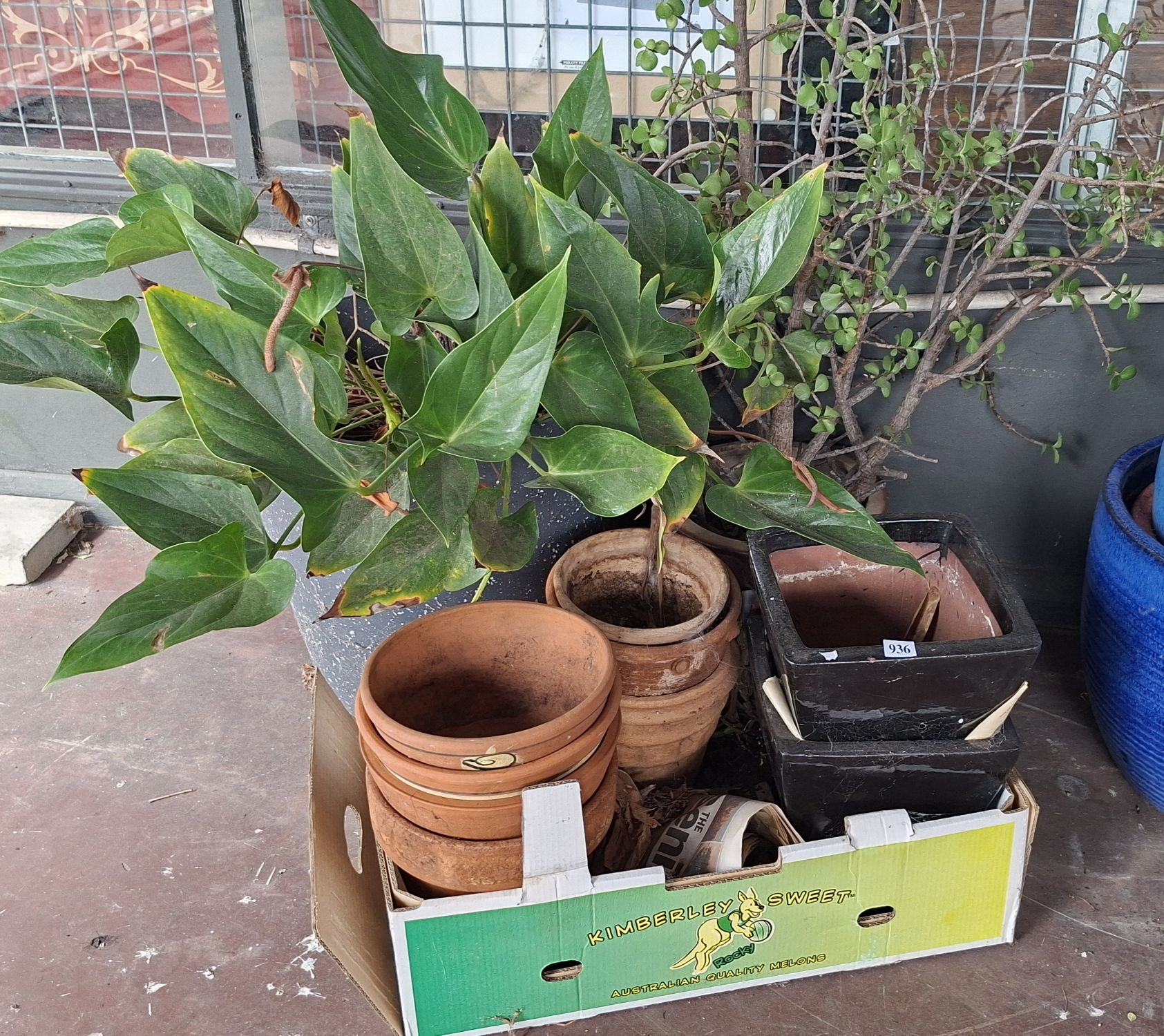 Potted Lily Plant