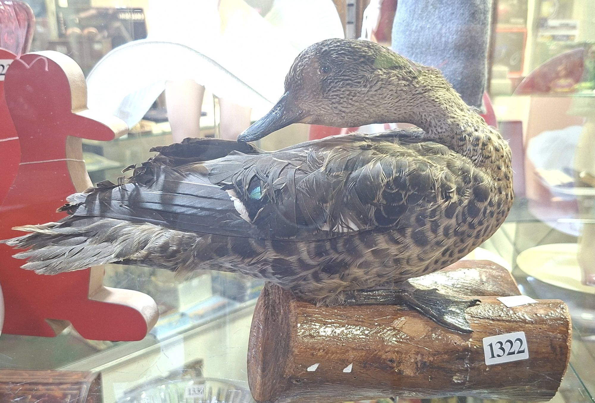 Taxidermy Figure Of A Duck