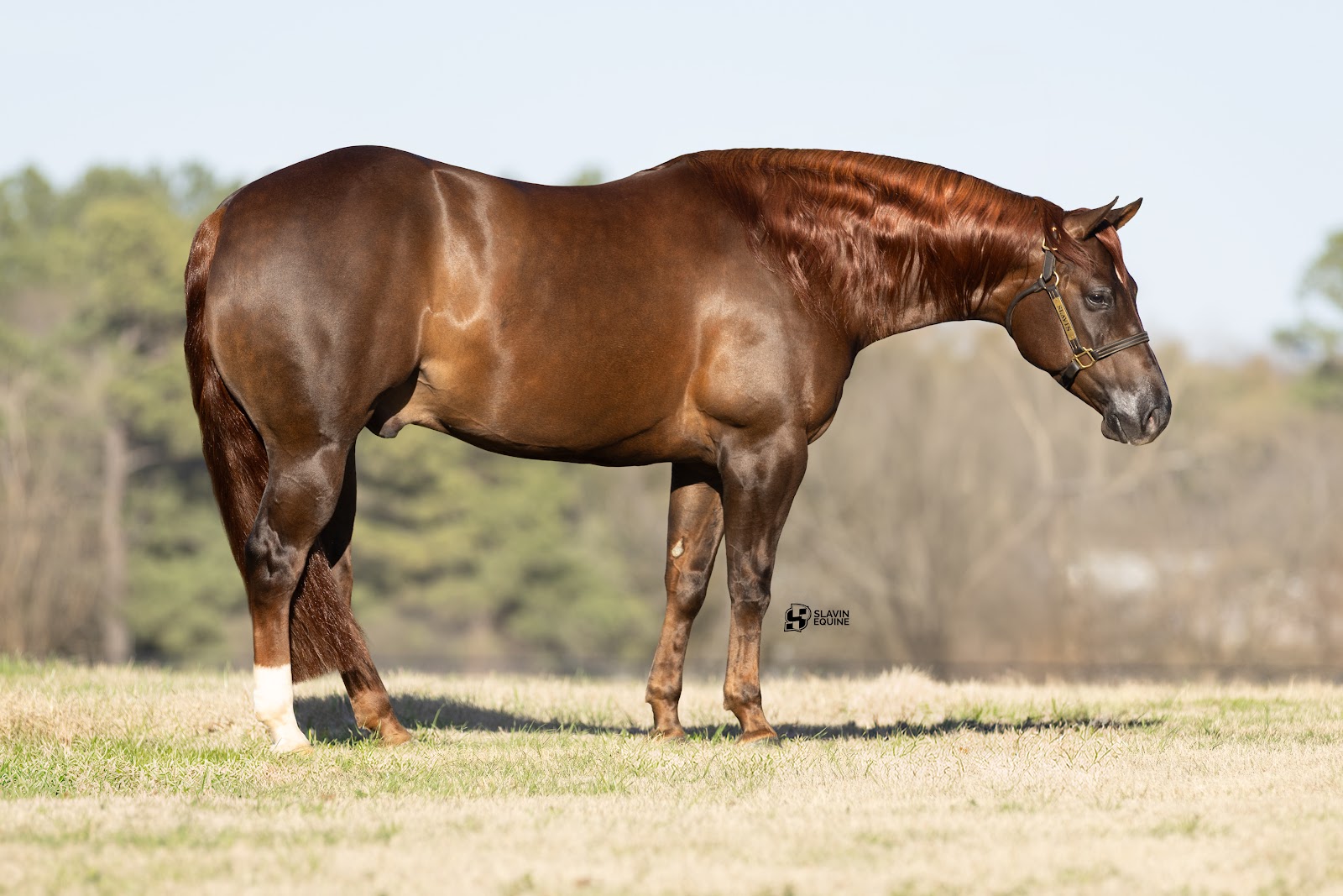 ℳ𝒶𝓇𝒸𝒽 ♦️𝐑𝐈𝐃𝐄𝐑'𝐒 𝐂𝐇𝐎𝐈𝐂𝐄♦️ | Horse Bid, LLC