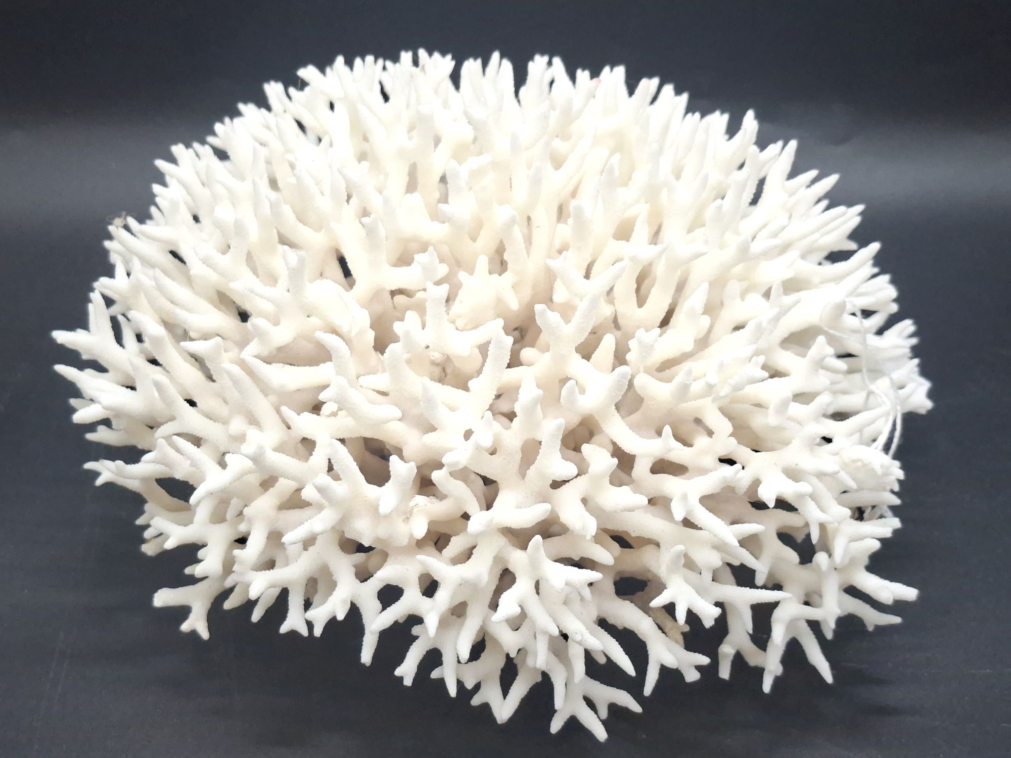 A Large Coral Specimen