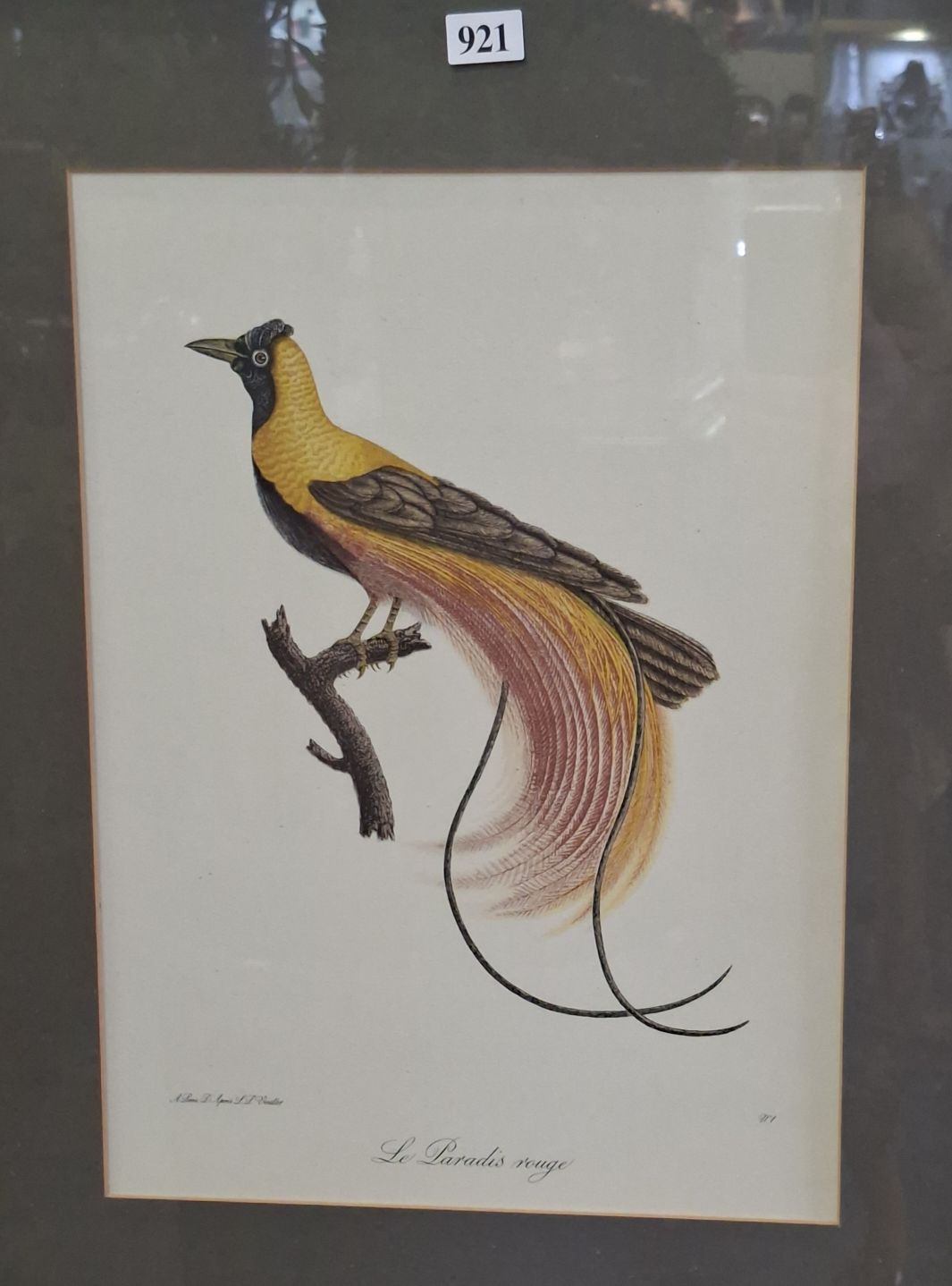 BIRD OF PARADISE PRINT