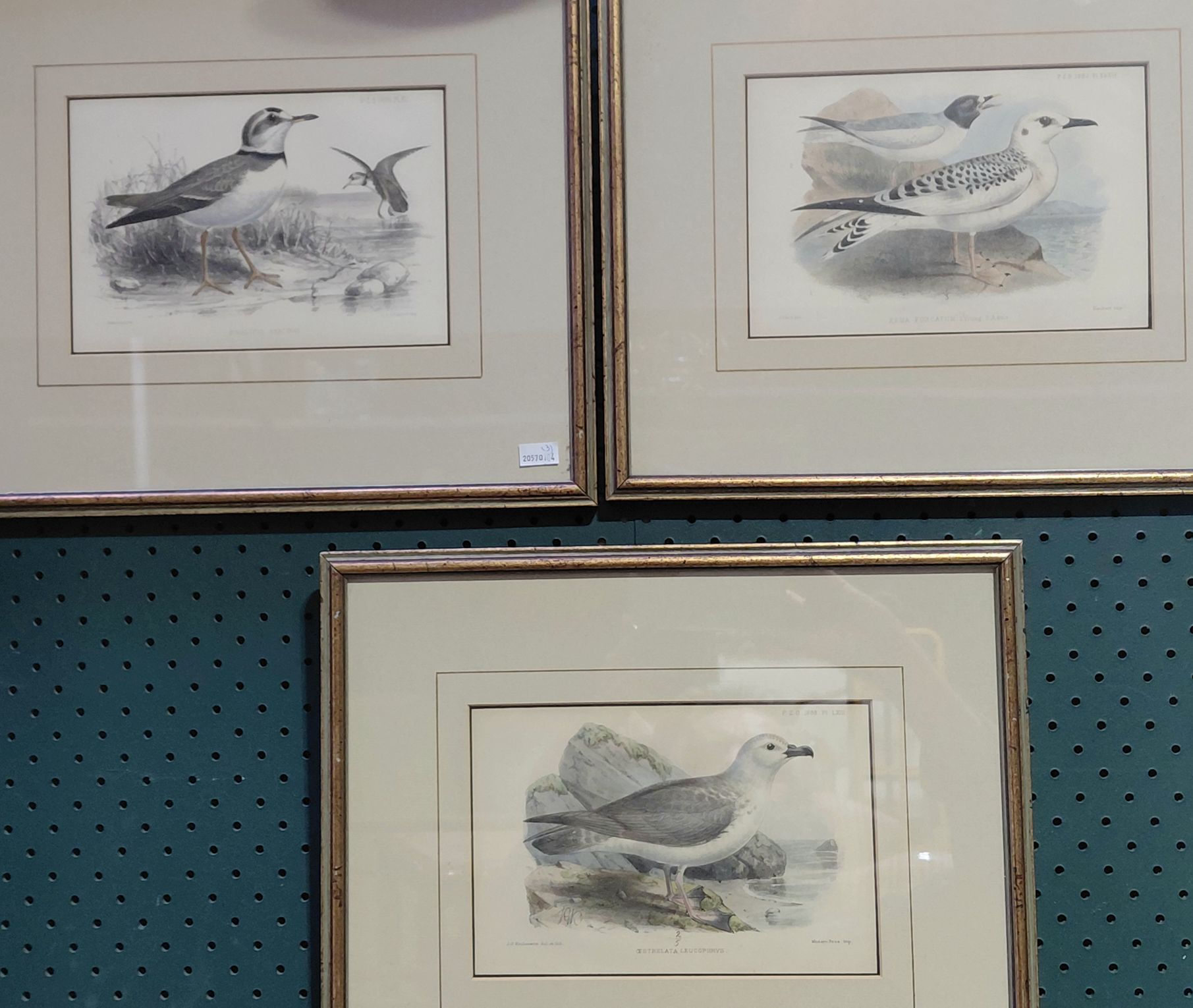 281 · BIRD LITHOGRAPHS