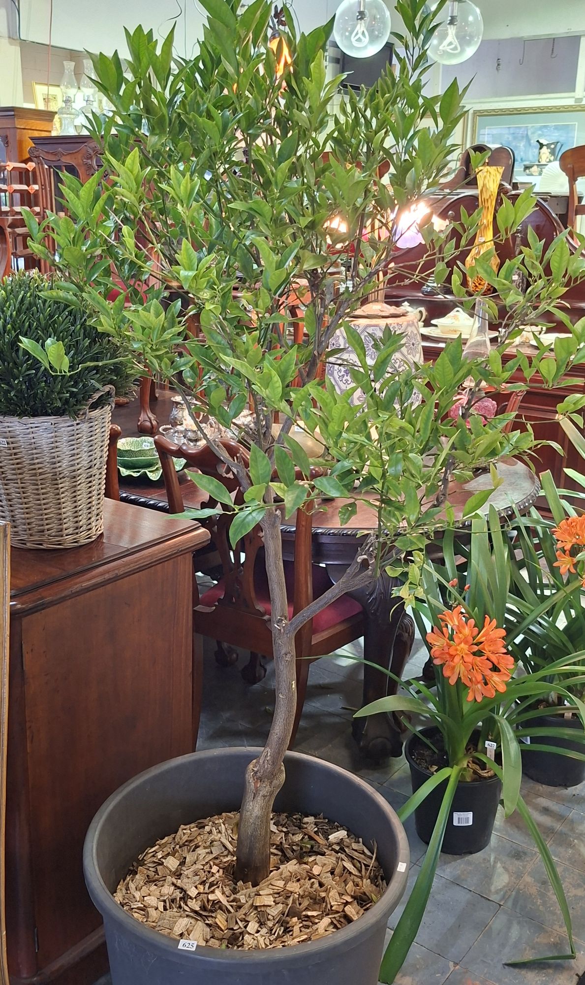 Mandarin Tree