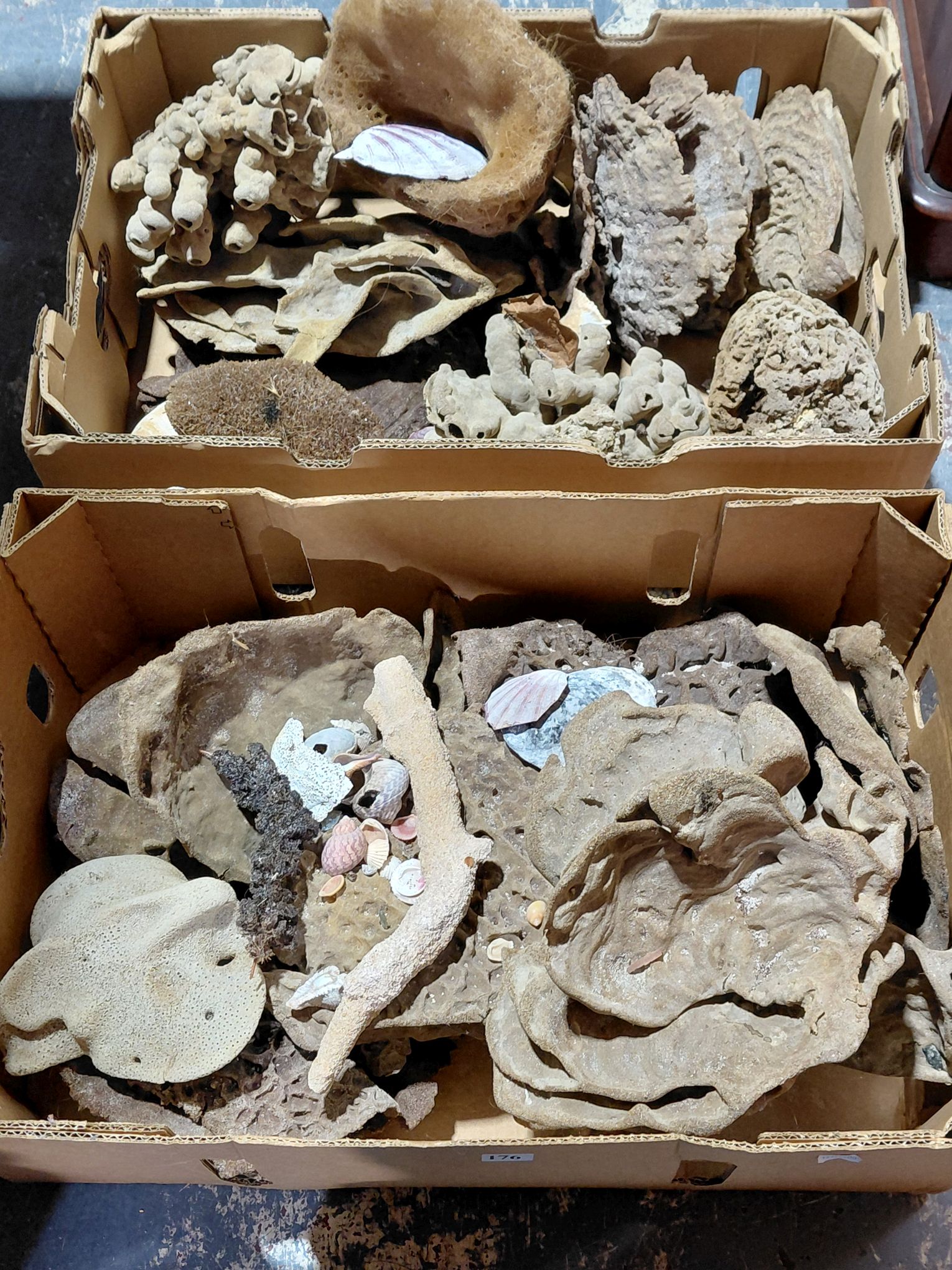 SEA SPONGE SPECIMENS