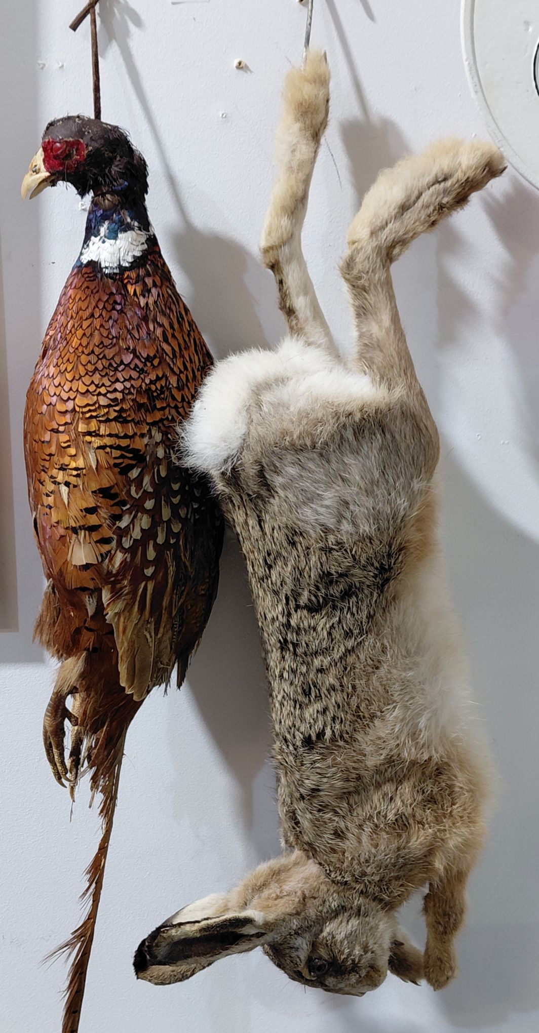 220 · TAXIDERMY HANGINGS