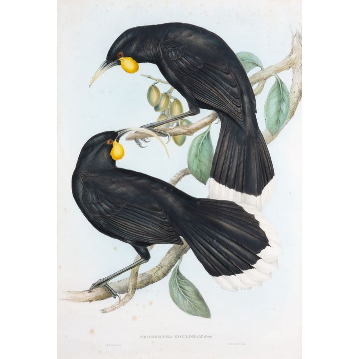 John Gould & G.R. Gray 'Neomorpha Gouldii (Huia)'