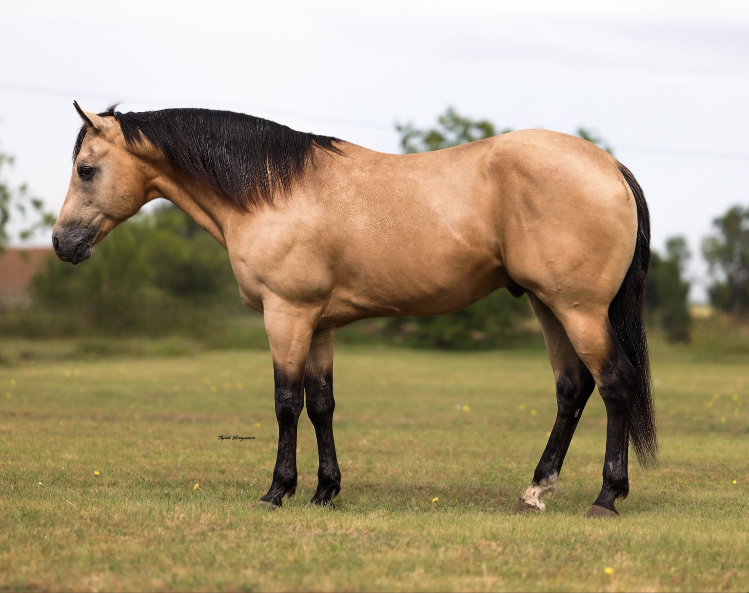 MOOSE | Horse Bid, LLC