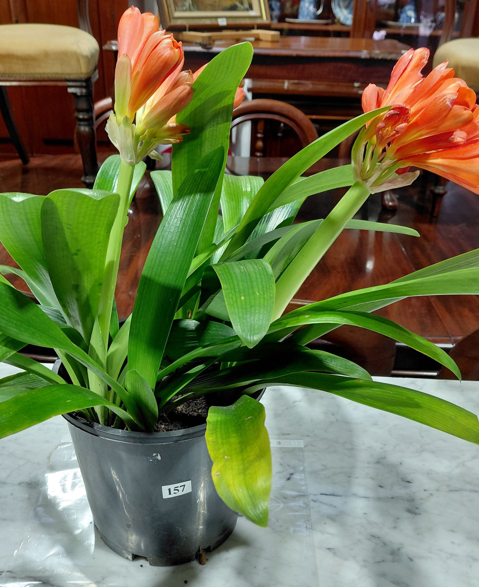 157 · BELGIAN CLIVIA