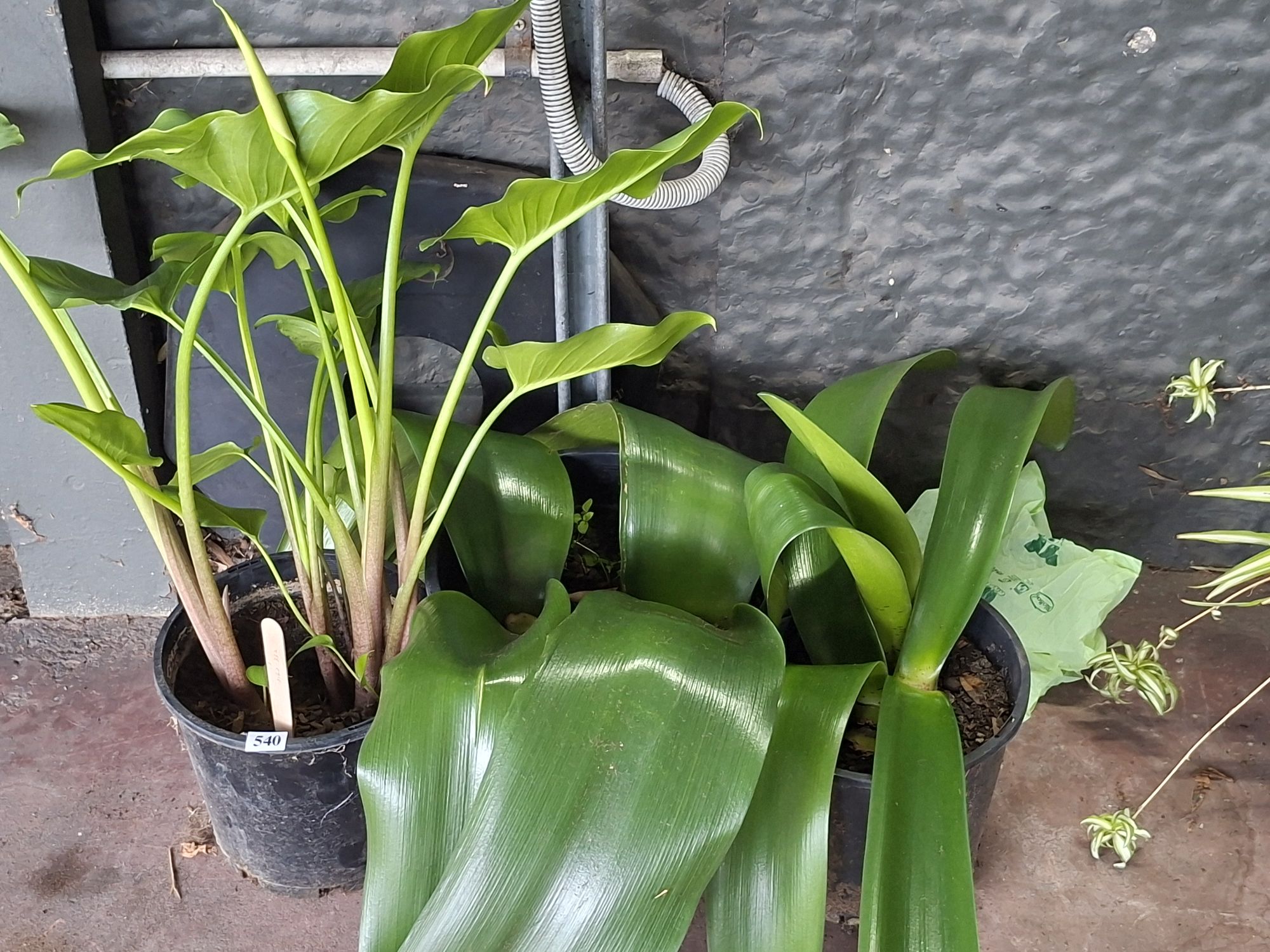 Potted Lillies