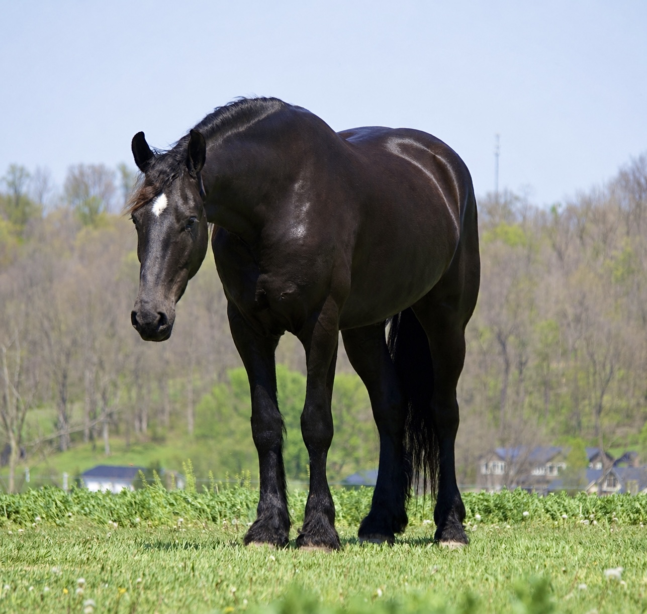 DURANGO | Horse Bid, LLC