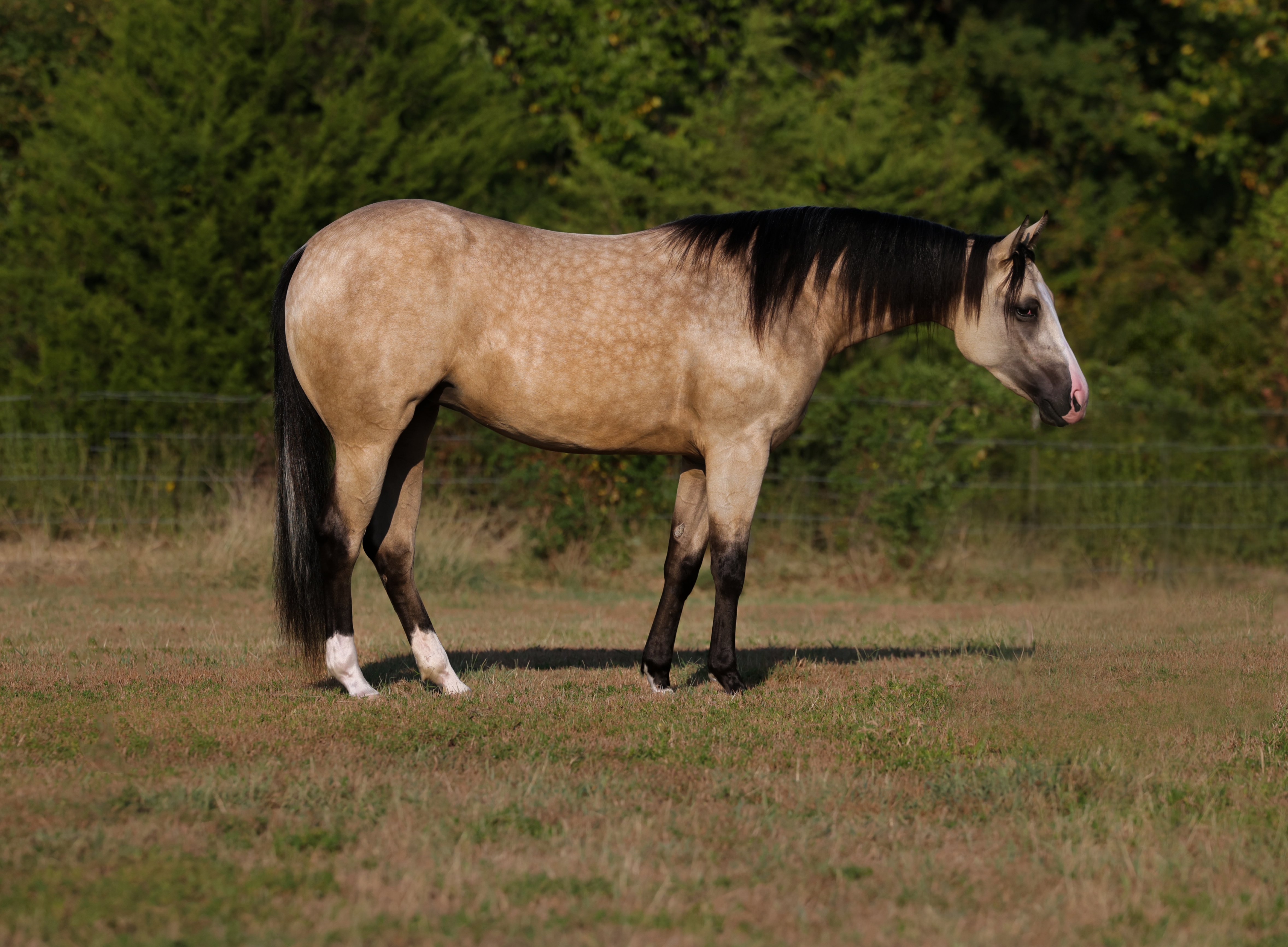 FENDI *by MAYTHEFORCEBEWHIZYOU* | Horse Bid, LLC