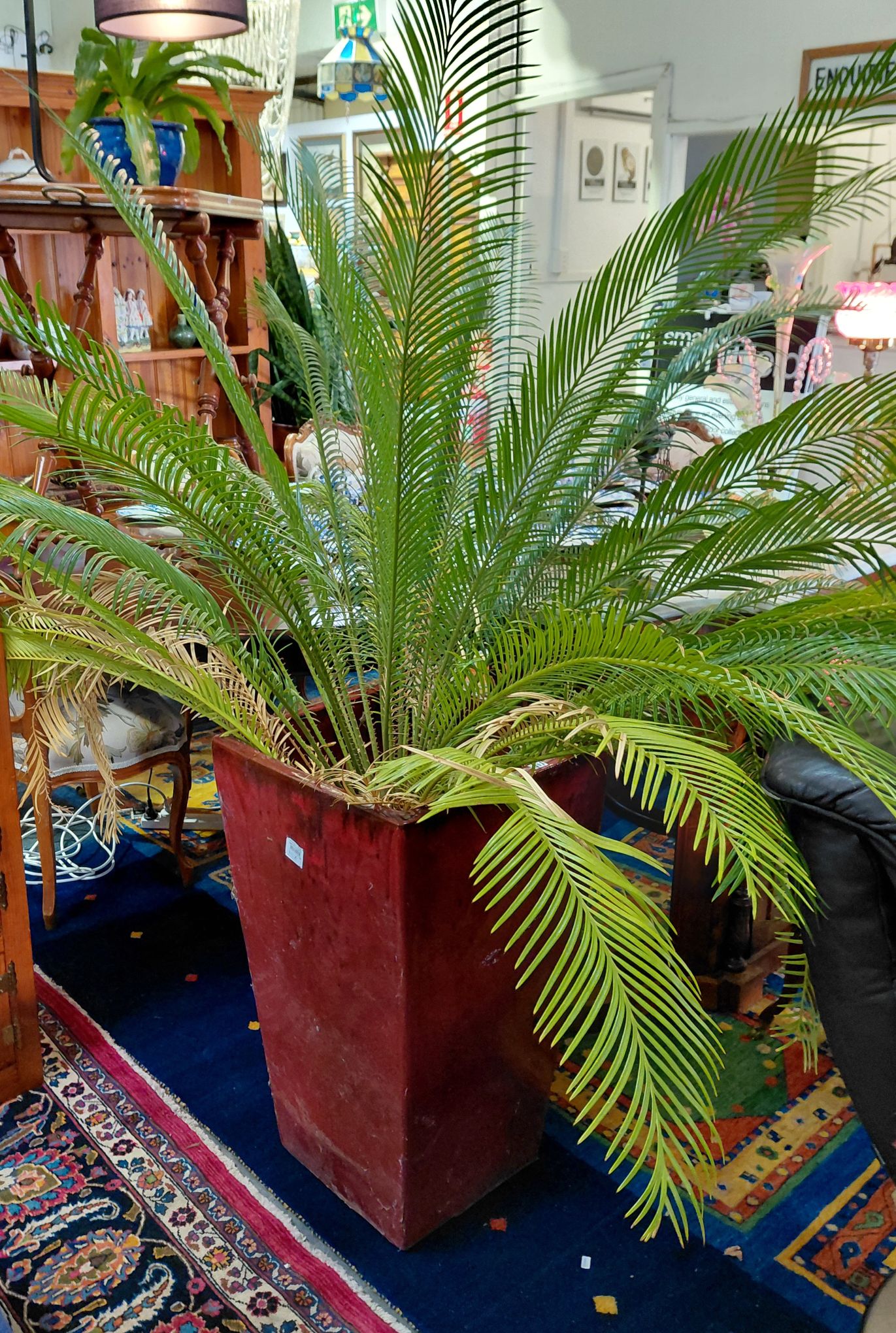 Large Sago Palm Plant