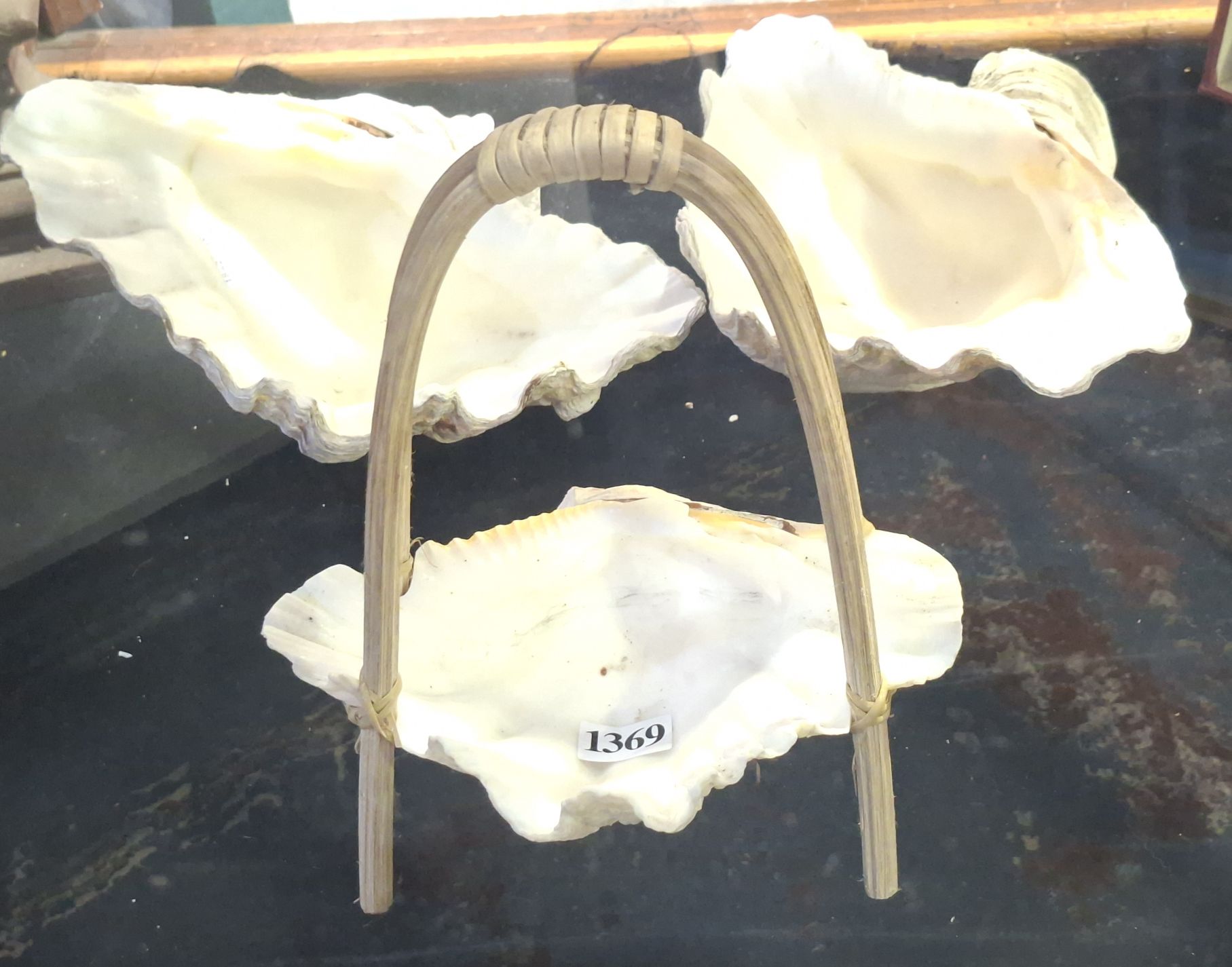 1369 · CLAM SHELLS