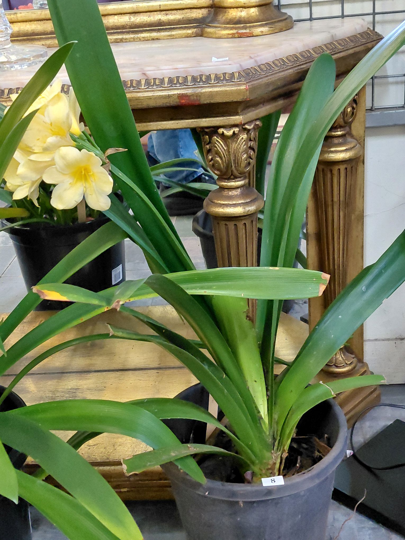 8 · YELLOW FLOWERING CLIVIA