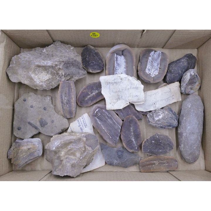Box Leaf & Shell Fossils