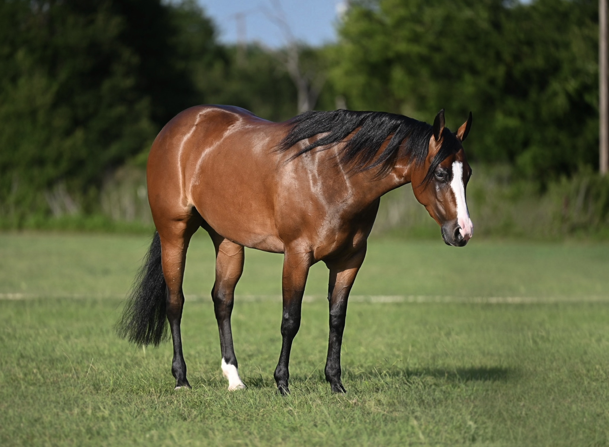 SPOOKS CHANDELIER * BY SPOOKS GOTTA WHIZ* | Horse Bid, LLC