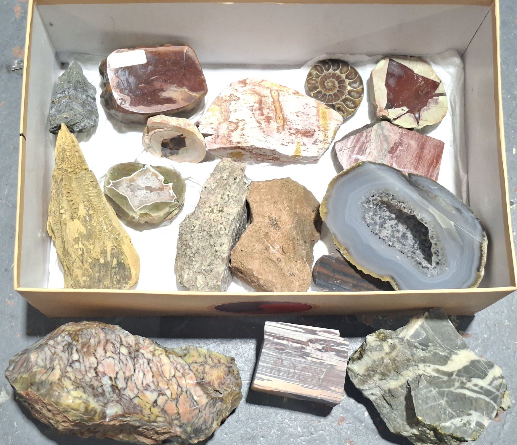 Mineral And Fossil Collection