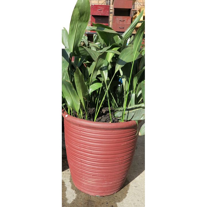LARGE POT PLANT,