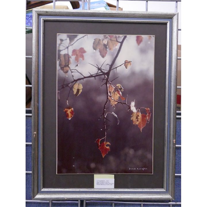 Josef Scaylea Fine Art Photograph- 19x14'' framed