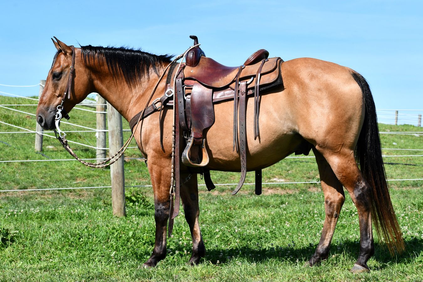 DALLAS Horse Bid, LLC