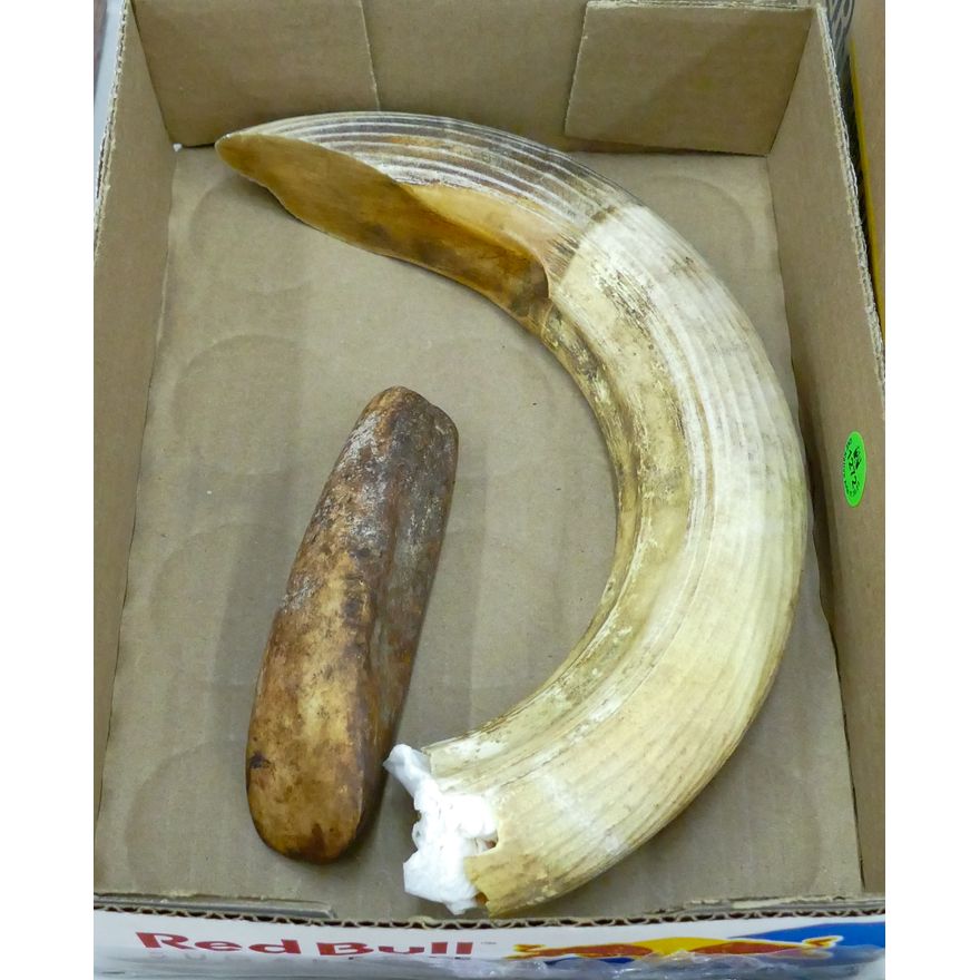 Box Large Boar's Tusk & Eskimo Adze