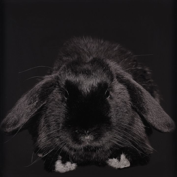 Lynne Roberts-Goodwin 'Licorice number 9'