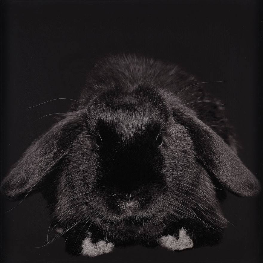 Lynne Roberts-Goodwin 'Licorice number 9'