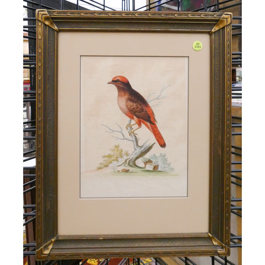 Antique Bird Study Watercolor Framed- 19x15''
