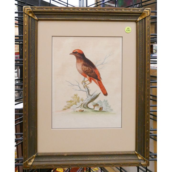 Antique Bird Study Watercolor Framed- 19x15''
